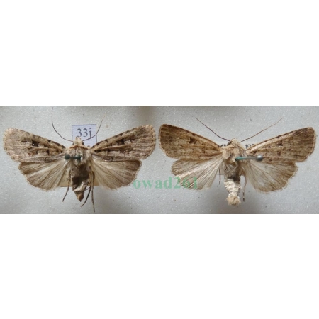 Chersotis multangula (Hübner, 1803) pair Czech33j